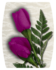 DAREC-053 2 Roses Orchid